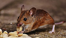 24 Hour & Emergency Exterminators in Wilsona Gardens, CA